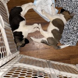 Akita Puppies from Majestic Valley Farms