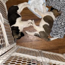 Akita Puppies from Majestic Valley Farms