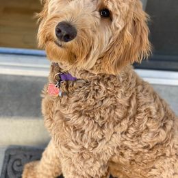 Goldendoodle All Grown Up from Island 7 Goldendoodles