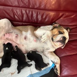 Bulldog Puppies from BUBBABULL