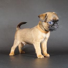 AKC Brown Collar - Red male Brussels Griffon puppy in Florida from Robin’s Griffons