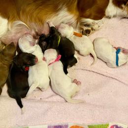 Green collar - Piebald male Dachshund puppy in Jacksonville, Florida from Little Lords & Ladies Dachshunds