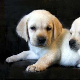 Labrador Retriever Puppies from Barefoot Labradors