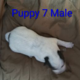 Donner - Blue male Australian Cattle Dog puppy in Morton, Illinois from KT Ranch ACDs