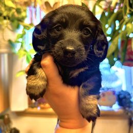 Galleta - Black and cream female Dachshund puppy in Centralia, Washington from FairyTail Dachshunds