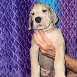 Hades - Merle male Great Dane puppy in Orange Grove, Texas from Shadow Veil Dane’s
