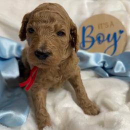 Red boy - Red  male Poodle puppy in Bowling Green, Kentucky from Ritzy Red Poodles
