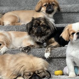 Pekingese from Pekingese Puppy Vegas