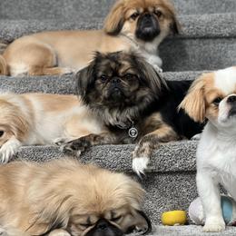 Pekingese from Pekingese Puppy Vegas