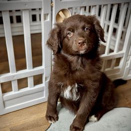 Mercedes (Purple collar) - Brown and white female Aussiedoodle puppy in Coulee City, Washington from Mr and Mrs Doodle Farm