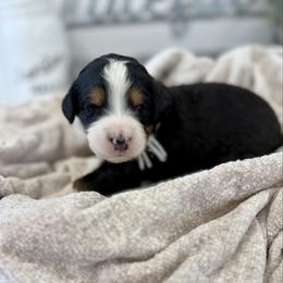 Miss Cherished - Tri-color female Bernedoodle puppy in Hegins, Pennsylvania from Bubbling Springs Doodles, LLC