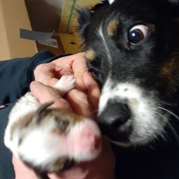 Izzy - Australian Shepherd