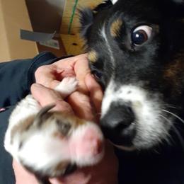 Izzy - Australian Shepherd