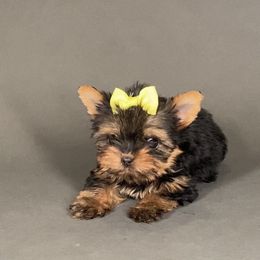 Nina - Black and gold female Yorkshire Terrier puppy in San Diego, California from BC Breeders Association
