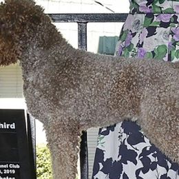Lagotti Romagnoli from LemonGrove Lagotto