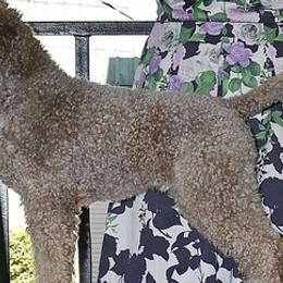 Lagotti Romagnoli from LemonGrove Lagotto