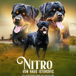 Nitro - Rottweiler