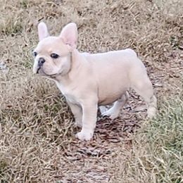 Boston Terrier and French Bulldog Puppies from Blue Skies Frenchies Florida