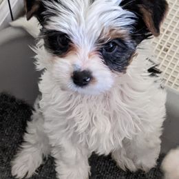 Biewer Terrier Puppies from Licks and Wags
