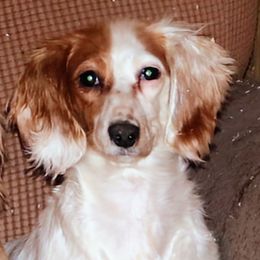 Reba - Dachshund