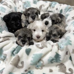 Giant Schnauzer and Miniature Schnauzer Puppies from Hillside Kennels