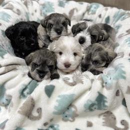 Giant Schnauzer and Miniature Schnauzer Puppies from Hillside Kennels
