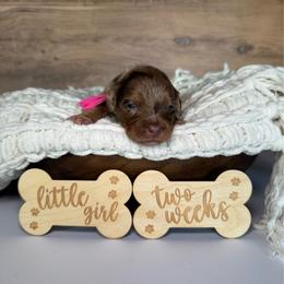 Pink Girl-Phantom Brown Merle - Merle female Goldendoodle puppy in Lowville, New York from DM Hilltop FURfamily