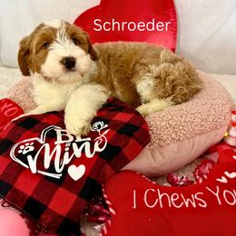 Schroeder - Red male Bernedoodle puppy in Wellsville, Kansas from Fancy Farm Manor Doodles
