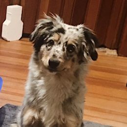 Zoey - Poodle