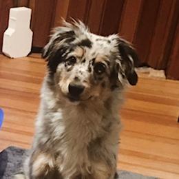 Zoey - Poodle