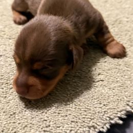 Mary - Chocolate and tan female Dachshund puppy in Hardy, Arkansas from Tracy's Dachshunds