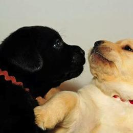 Labrador Retriever Puppies from Heartride Labradors