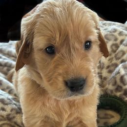 Mr. Teal - Golden male Golden Retriever puppy in Garland, Texas from Rangel Family Goldens