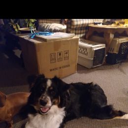 Aussiedoodle and Australian Shepherd Puppies from Wolf Creek Aussies And Aussiedoodles