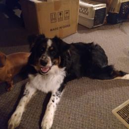 Aussiedoodle and Australian Shepherd Puppies from Wolf Creek Aussies And Aussiedoodles