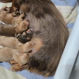 Dachshund Puppies from Snuggle Snoot Doxies