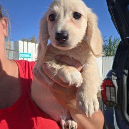 Guinness - Cream male Dachshund puppy in El Paso, Texas from Mells Weenies