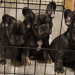 French Bulldog Puppies from Taylor-Made Luxury Kennels
