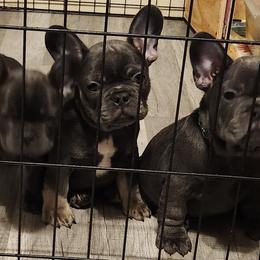 French Bulldog Puppies from Taylor-Made Luxury Kennels