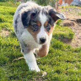Hope - Blue merle female Miniature American Shepherd puppy in Tonasket, Washington from V5 Aussies
