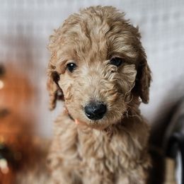 Orange Collar Male - Apricot Goldendoodle puppy in Willis, Texas from Doodle Family