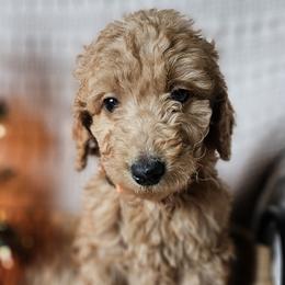 Orange Collar Male - Apricot Goldendoodle puppy in Willis, Texas from Doodle Family