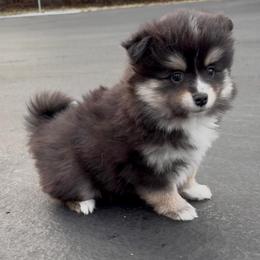 Heidi - Tri-color female Pomsky puppy in Long Grove, Illinois from Windy City Pomsky