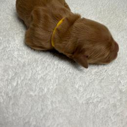 Rio (yellow boy) - Dark golden male Golden Retriever puppy in Stigler, Oklahoma from Red MAX Golden Retrievers