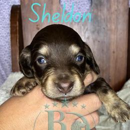 Sheldon - Chocolate and tan male Dachshund puppy in Noble, Oklahoma from Marissa's Dachshunds (BooneDox Mini Dachshunds)