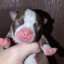 AKC Red Baby Girl 1 - Red female Boston Terrier puppy in Kingsport, Tennessee from Sleepwalker Bostons