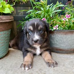 Toby - Black tri-color male Australian Shepherd puppy in Blomkest, Minnesota from Meljestic Farms
