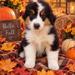 Willow - Black tri female Miniature American Shepherd puppy in Plant City, Florida from Osborne & Stormborn FL Kennels