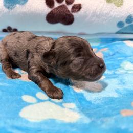Ash - Merle male Cockapoo puppy in Clarks Summit, Pennsylvania from M&M Cockapoos
