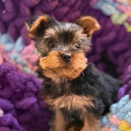 Rebecca - Black and tan female Yorkshire Terrier puppy in Parma, Ohio from My Exotic Yorkies LLC